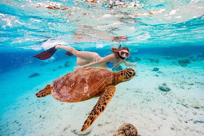 Swim With The Turtles Rarotonga - FAQ
