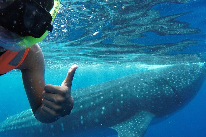 Swim with the Whale Shark on Holbox Island - What is the Experience Like?