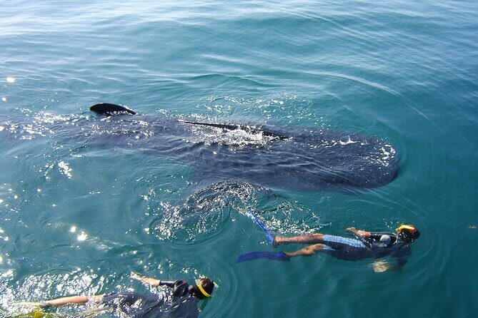 Swim with the Whale Shark on Holbox Island - What’s Included and What’s Not?