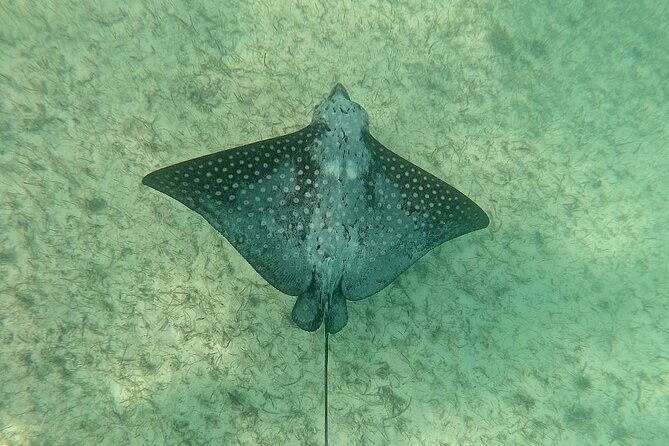 Swim with Turtles in Akumal + GoPro Photo Session - The Itinerary – What You Can Expect