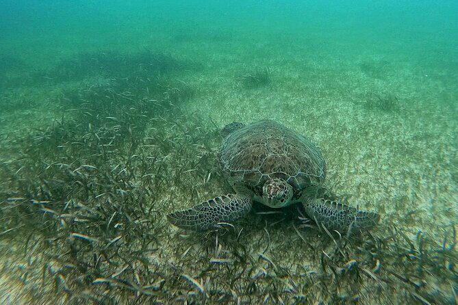 Swim with Turtles in Akumal + GoPro Photo Session - The Experience: Pros and Cons