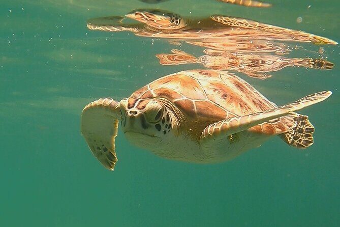 Swim with Turtles in Akumal + GoPro Photo Session - Who Should Book This Tour?