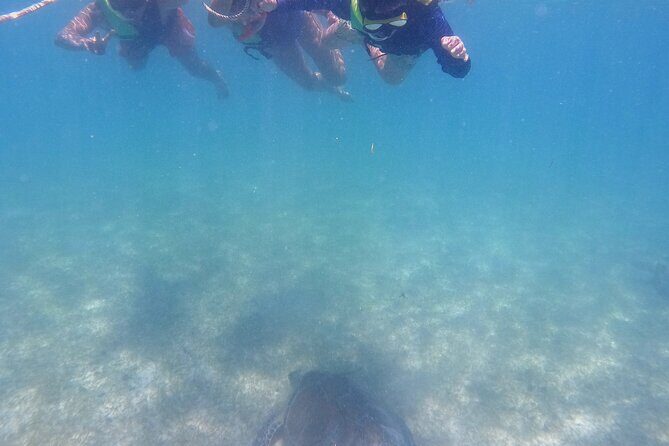 Swim with Turtles in Akumal + GoPro Photo Session - FAQs