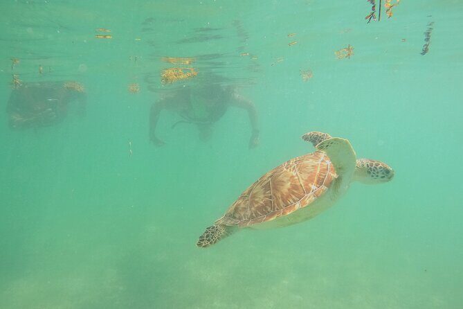 Swim with Turtles in Akumal + GoPro Photo Session - Final Thoughts