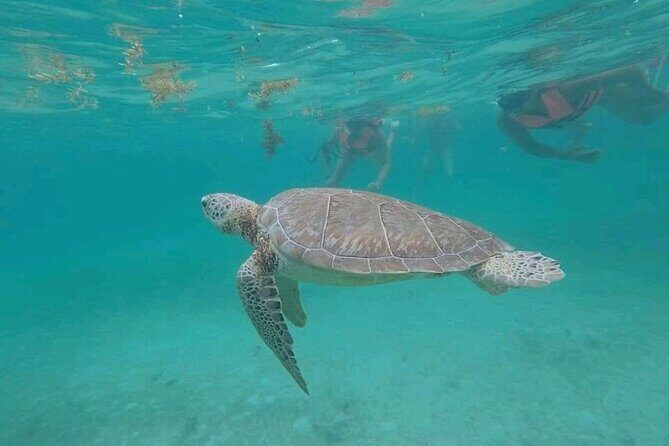 Swim with turtles + snorkelling + archaeological zone of Tulúm + cenote - Introducing the Cancun Turtles, Tulum, Cenote Tour
