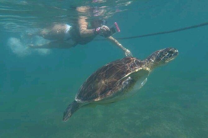 Swim with turtles + snorkelling + archaeological zone of Tulúm + cenote - Key Points