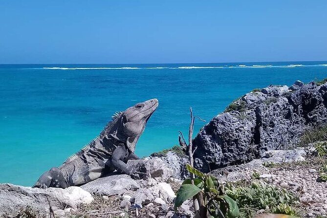 Swim with turtles + snorkelling + archaeological zone of Tulúm + cenote - How This Tour Fits Into Your Travel Plans