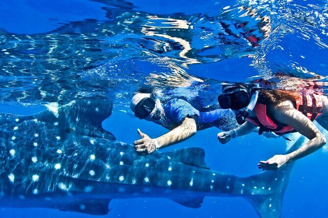 Swim with Whale Shark from Cancun - Overview of the Experience