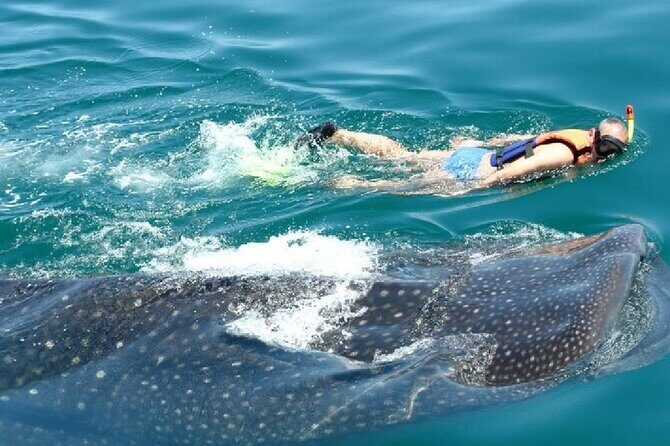Swim with Whale Shark from Cancun - Practical Insights and Traveler Tips