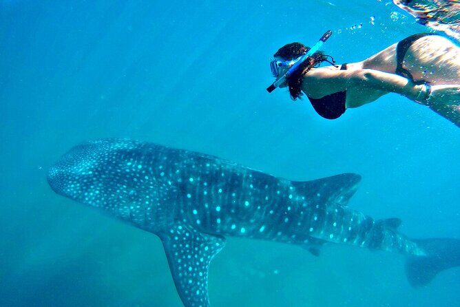 Swim with Whale Shark from Cancun - The Sum Up