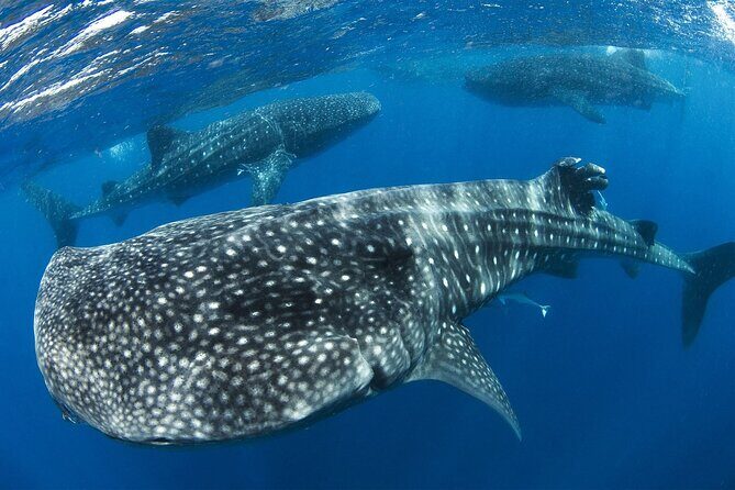 Swim with Whale Shark from Cancun - FAQ