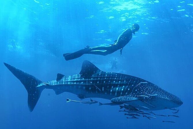 Swim with Whale Shark from La Paz - The Experience: What to Expect on the Whale Shark Swim Tour