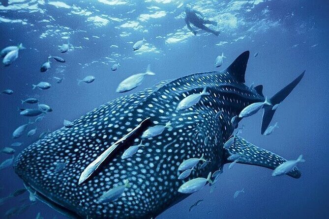 Swim with Whale Shark from La Paz - Visualize the Experience