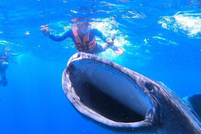 Swim with Whale Shark from La Paz - Who Should Consider This Tour?