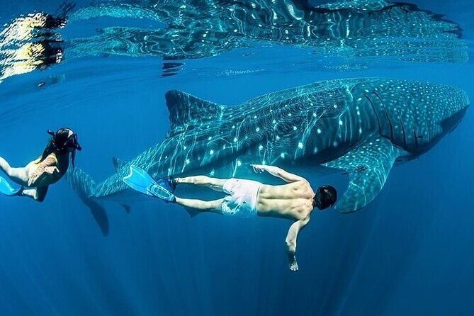 Swim with Whale Shark from La Paz - FAQs