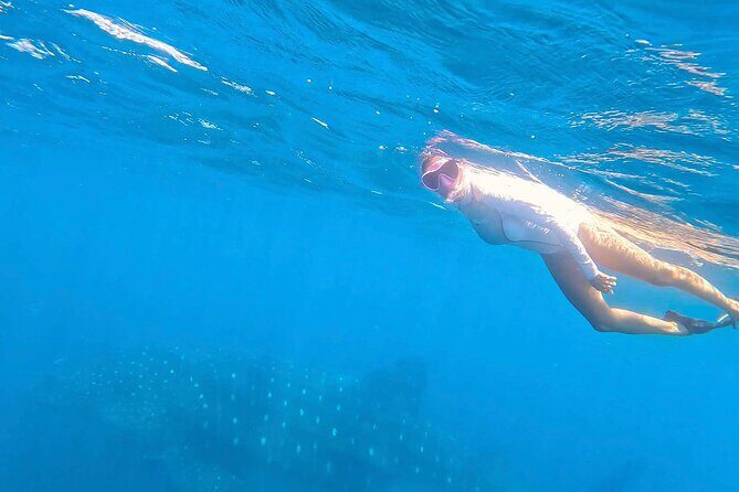 Swim with Whale Sharks #1 MUST DO IN LA PAZ - FAQ