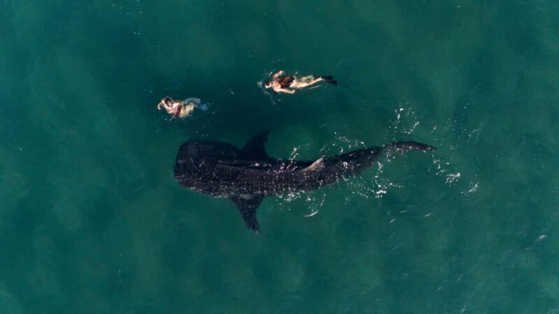 Swim with Whale Sharks in La Paz - What to Expect from the Whale Shark Snorkeling Tour in La Paz