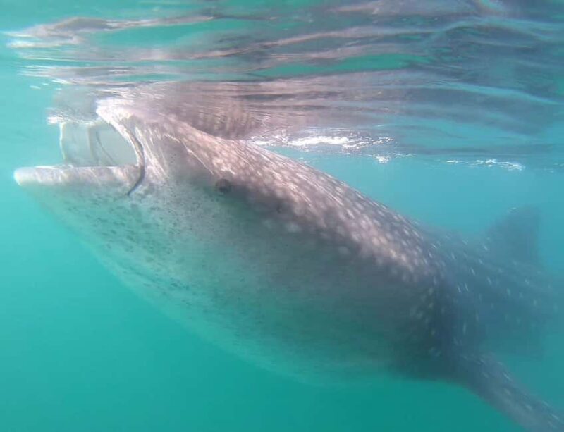 Swim with Whale Sharks in La Paz - Who Should Consider This Tour?