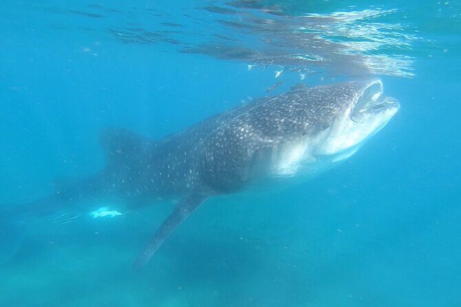 Swim with Whale Sharks in La Paz - An Overview of the Tour Experience