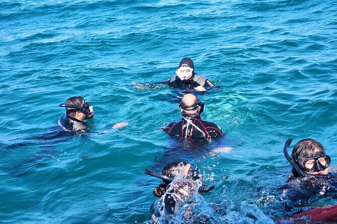 Swim with Whale Sharks in La Paz - What Travelers Are Saying (Based on Reviews)