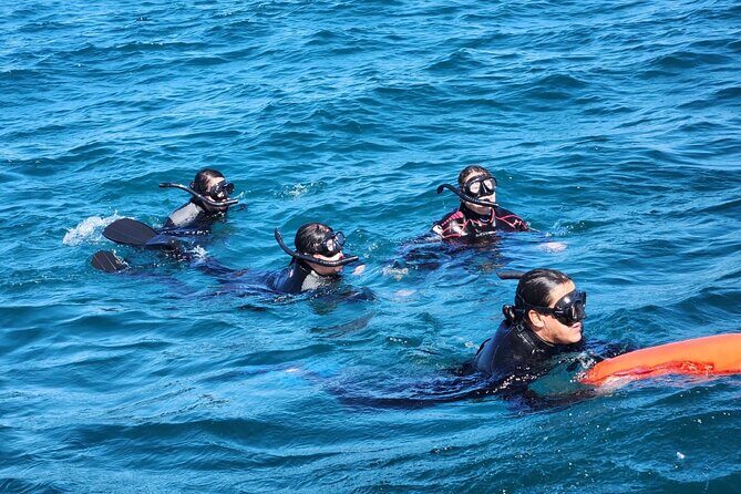 Swim with Whale Sharks in La Paz - FAQ