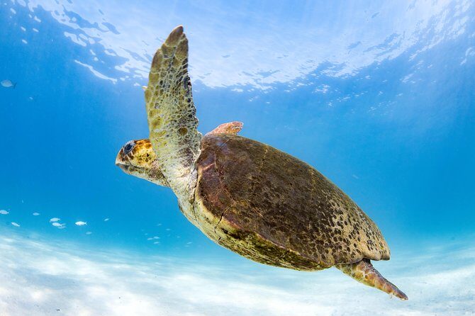 Swim with Whale Sharks in the Ningaloo Reef: 3 Island Shark Dive - The Experience at a Glance