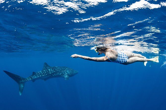 Swim with Whale Sharks in the Ningaloo Reef: 3 Island Shark Dive - Final Thoughts