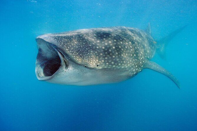Swim with Whale Sharks & Isla Mujeres - Exploring the Swim with Whale Sharks & Isla Mujeres Tour