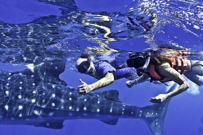 Swim with Whale Sharks & Isla Mujeres - What to Expect from This Whale Shark & Isla Mujeres Tour