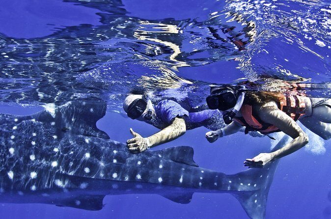 Swim with Whale Sharks & Isla Mujeres - Practical Tips for Your Trip