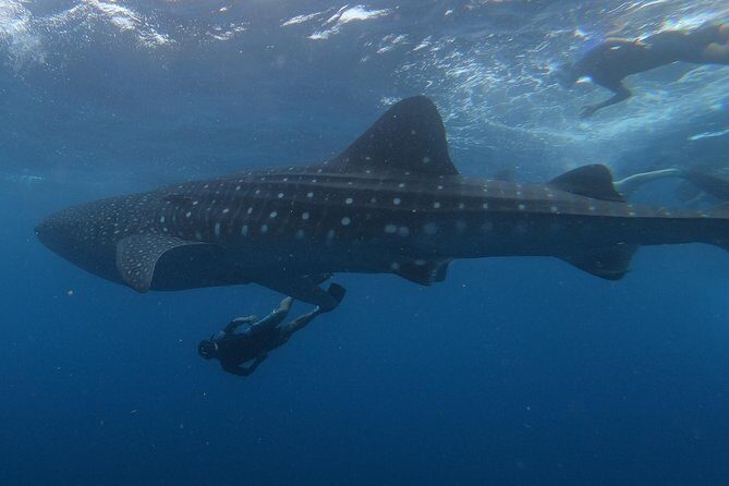 Swim with whale sharks on a private tour - Swimming with Whale Sharks on a Private Tour in Isla Holbox: An Honest Look