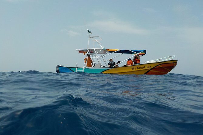 Swim with whale sharks on a private tour - Key Points