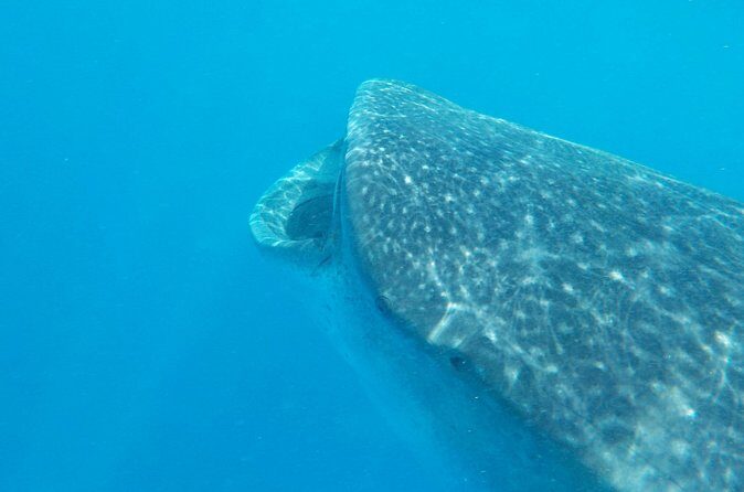Swim with whale sharks on a private tour - Frequently Asked Questions