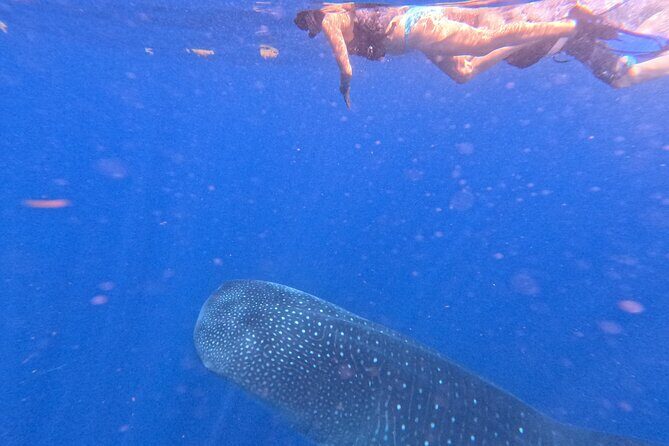 Swim with Whale Sharks Private tour from Playa del Carmen - Who Is This Tour Best For?