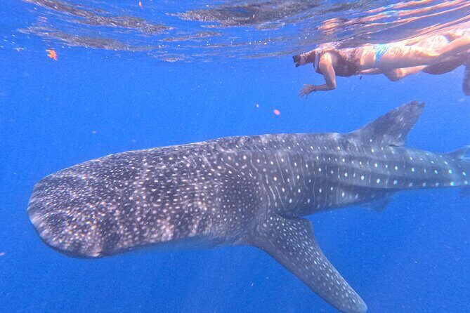 Swim with Whale Sharks Private tour from Playa del Carmen - FAQ