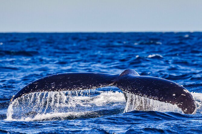 Swim with Whales Gold Coast - What is the Swim with Whales Gold Coast Experience?