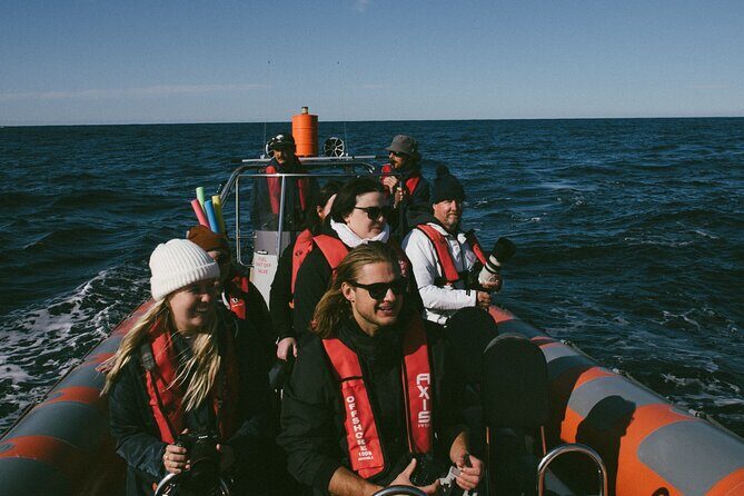 Swim with Whales Gold Coast - What’s the Experience Like?