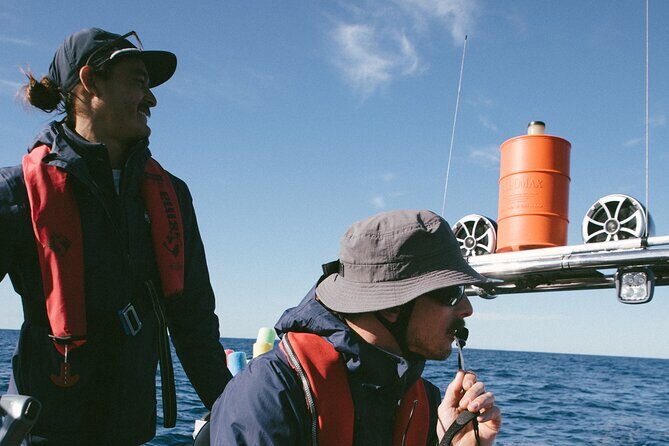 Swim with Whales Gold Coast - A Realistic Look at the Downsides