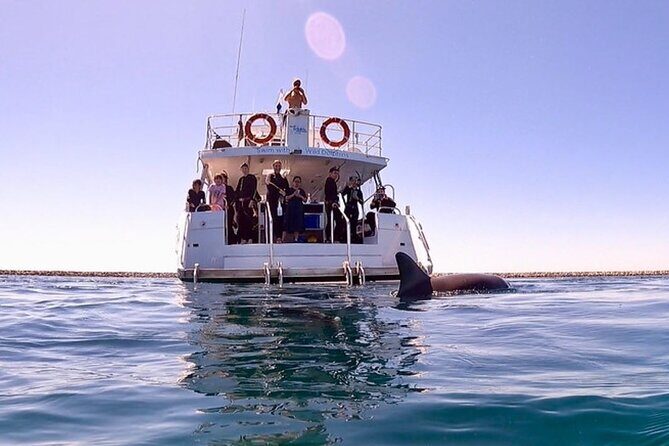 Swim with Wild Dolphins Day Tour - What to Expect on the Tour