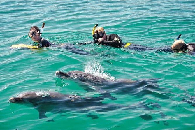 Swim with Wild Dolphins Day Tour - The Itinerary Breakdown