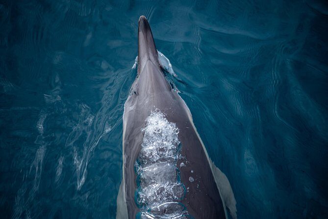 Swim With Wild Dolphins in Tauranga - The Real Reviews — What Travelers Say