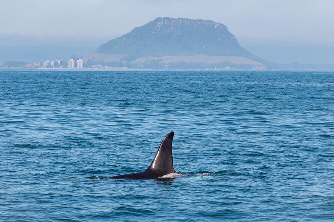 Swim With Wild Dolphins in Tauranga - Who Is This Tour Best For?