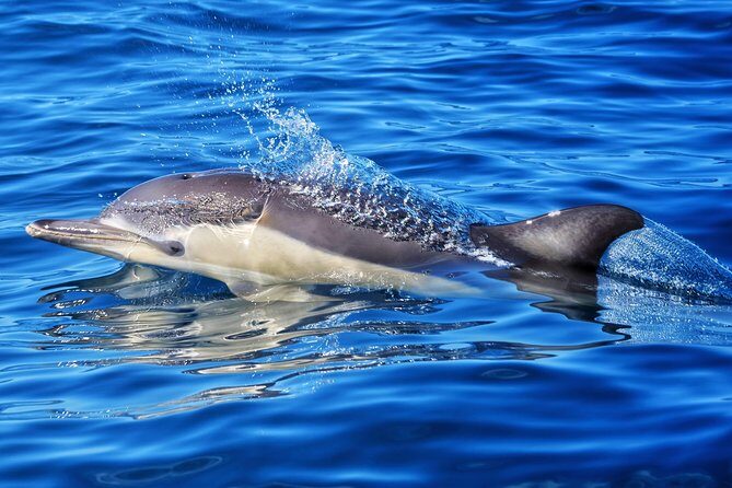 Swim With Wild Dolphins in Tauranga - FAQ