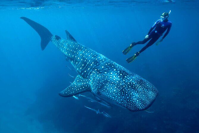 Swimming Expedition Whale Shark Departures from Cancun - The Sum Up
