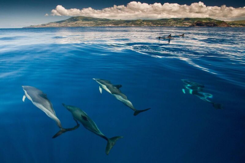 Swimming with Dolphins in Terceira Island - A Detailed Look at the Experience