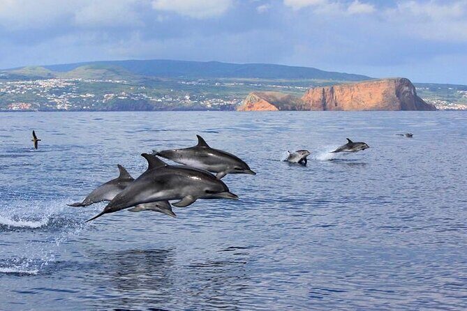 Swimming with Dolphins in Terceira Island - What the Tour Includes and How It Works