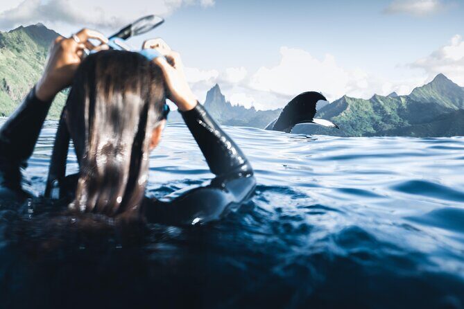 Swimming with Whales in Moorea (Half Day tour) - The Itinerary and Practical Details