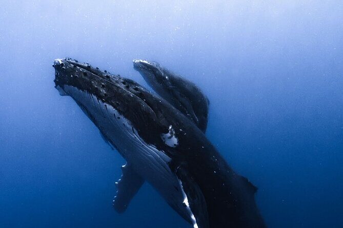 Swimming with Whales in Moorea (Half Day tour) - Who Should Consider This Tour?