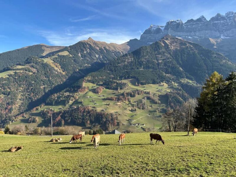 Swiss Cheese Tasting Experience | Basel - What to Expect from the Swiss Cheese Tasting Tour