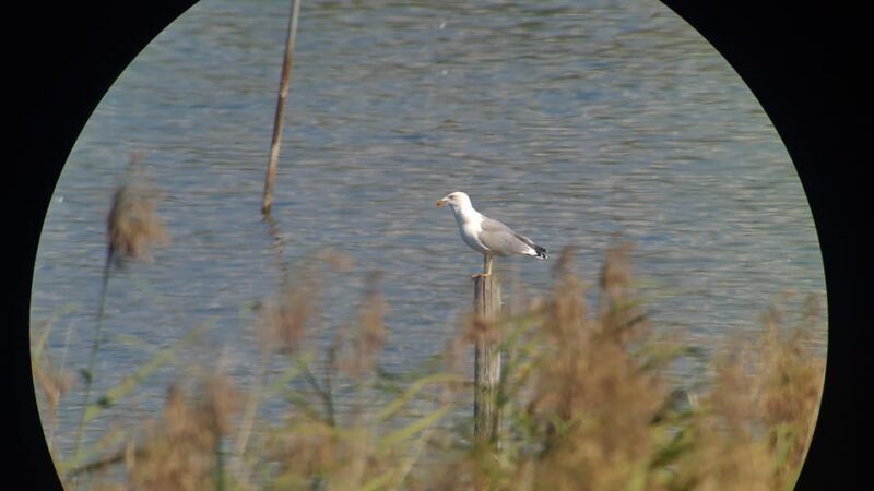 Switzerland: Private nature safari with a local guide. Check out the Alps, lakes, and more - What to Bring and What Not to Bring